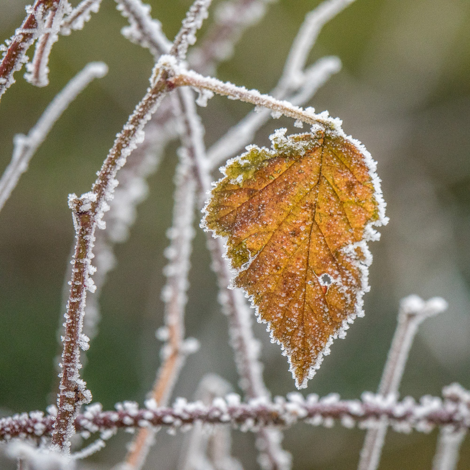 Protezione piante: preparare il giardino in inverno